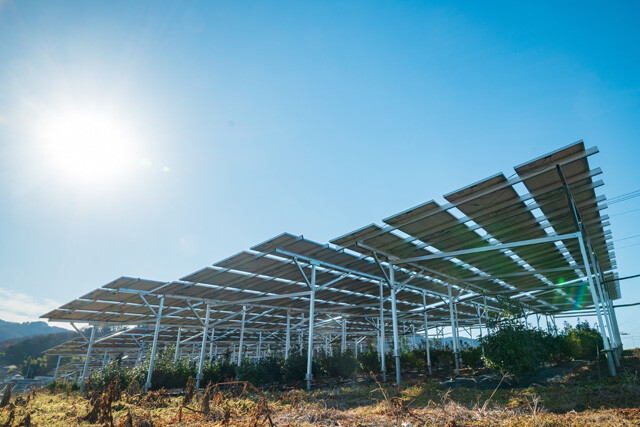 ソーラーパネルの下で神具に用いられる植物の榊を栽培する埼玉県美里町の様子