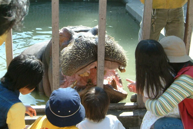 人気者のカバ。日によっては餌をあげることもできる（写真提供／宇都宮動物園）