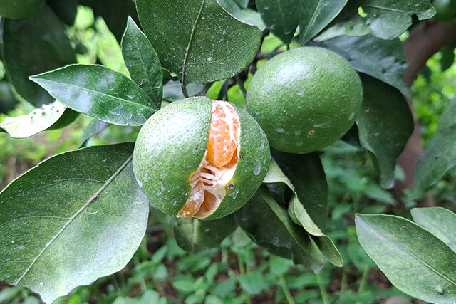 収穫を前に、皮が裂けた温州ミカン。少雨の後のまとまった雨で果肉が急に膨らみ、皮が耐えきれなくなった（写真提供／赤松果樹園）