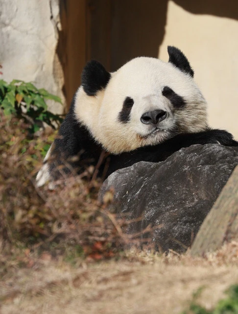 中国へ1月下旬に返還されると発表された上野動物園のパンダ「シャオシャオ」