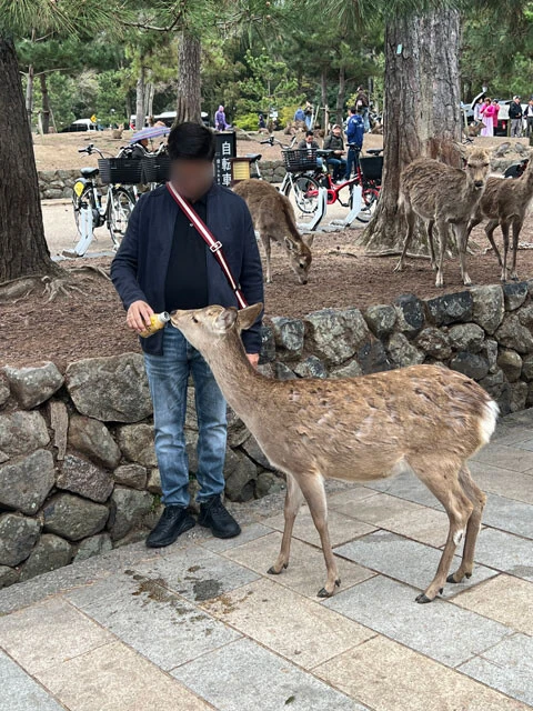 鹿せんべい以外のエサやりは禁止だが、缶コーヒーを与える観光客の姿も