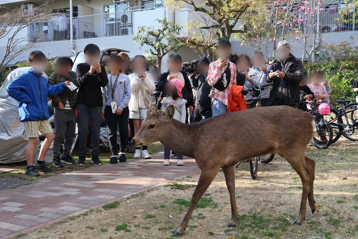 3月、大阪市内の団地に突如現れた鹿。ギャラリーに囲まれても物おじせず人慣れしていた