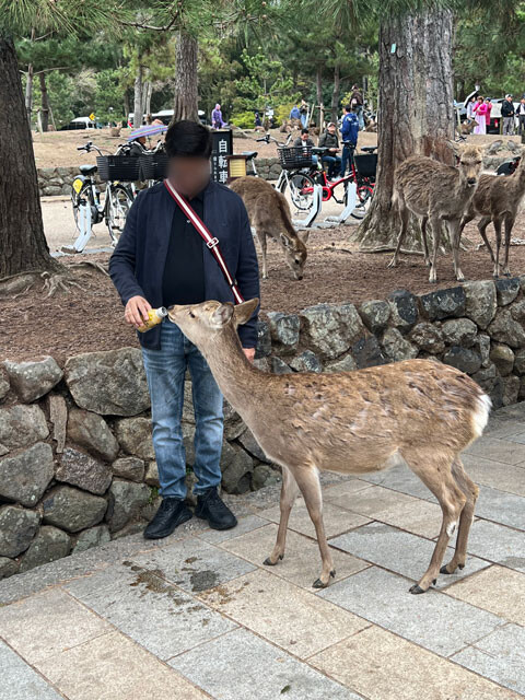 鹿せんべい以外のエサやりは禁止だが、缶コーヒーを与える観光客の姿も