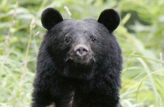 「猟銃」を巡ってクマハンターと警察の間に横たわる埋め難い溝とは？