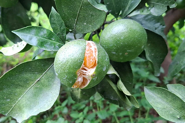 収穫を前に、皮が裂けた温州ミカン。少雨の後のまとまった雨で果肉が急に膨らみ、皮が耐えきれなくなった（写真提供／赤松果樹園）