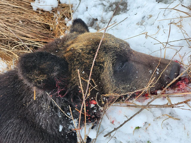 小林さんはこれまで単独で20頭ものヒグマを仕留めてきた