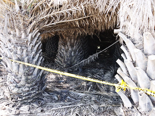 女性の遺体が見つかったヤシ畑。ヤシの木の枝と、遺体の首にひもが巻かれ、遺体は一部白骨化していたという