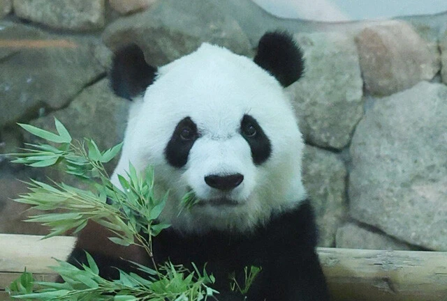 【現地ルポ】"ゼロパンダ"になる日本。和歌山・白浜の「パンダロスな半年」と「パンダレスな未来」