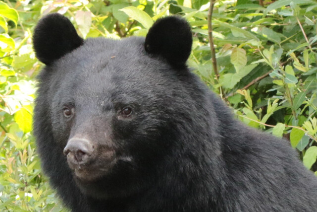 森林環境の変化でクマ頭数は増加中......。今年はもっと頻繁に"アーバンベア"が来襲!?