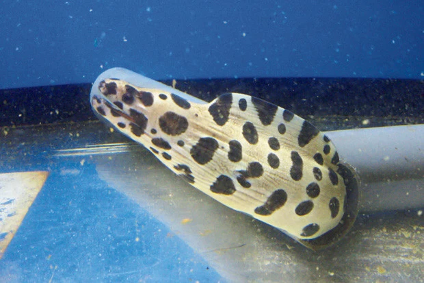 "予言ウツボ"がコロンビア戦を占う...西野ジャパンの運命は？