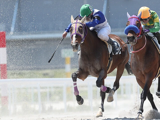 日本の現役最高齢馬！  １８歳の乙女、ヒカルアヤノヒメを知ってるか？　