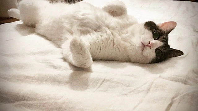 バレちゃんもお腹を出して寝る季節がやってきました