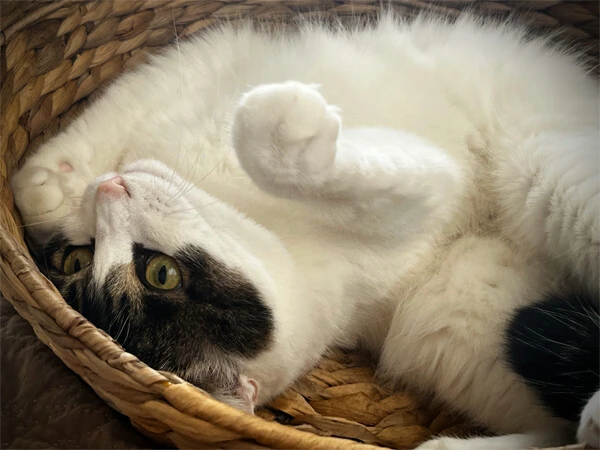 こちらはホーム(自宅)で盛大にリラックスした表情を見せる愛猫バレンティンです。