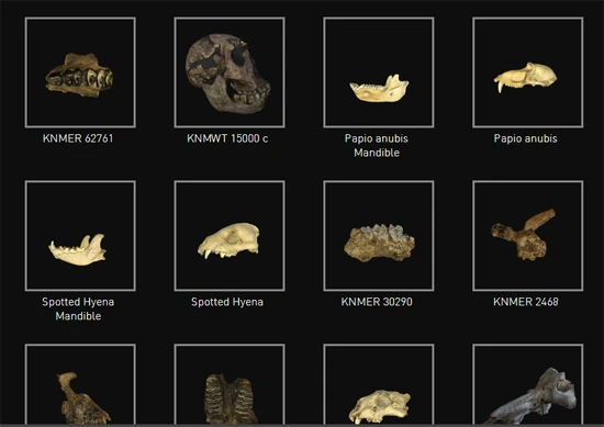 African Fossils