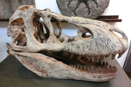タルボサウルスの頭骨レプリカ(サイズは実物大)。T・レックスの頭骨レプリカも見たが、ほとんど見分けがつかなかった