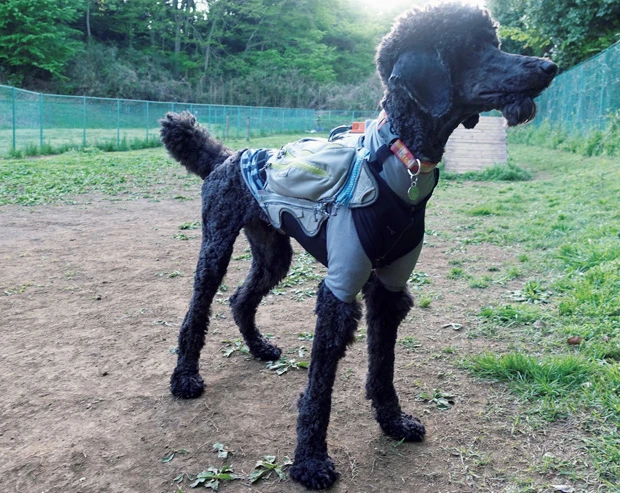 東北大学と日本救助犬協会の合同プロジェクトで誕生したサイバー救助犬。スーツを装着したワンちゃんは、麻布大学に所属するクルト君。アフロヘアはaiboよりサイバー!