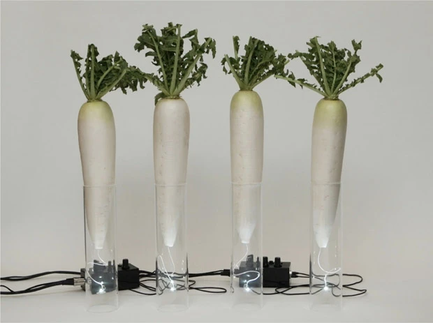 センサーが取りつけられた大根をなでると「あ~ん」と喘ぐセクハラ・インターフェース。『月曜から夜ふかし』(日本テレビ系)でも取り上げられた。