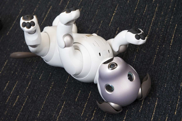 ゴロンと転がってみたり(写真)、お手やハイタッチをしてくれたり、aiboの動きはとにかくかわいらしい。きっと孤独な男の心も癒やしてくれるはずだ