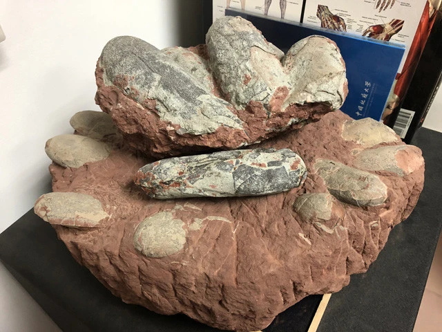 シン博士の研究室内にあった小型獣脚類オヴィラプトルの巣とタマゴの化石。どのように産卵がなされたかを示す貴重な標本だ