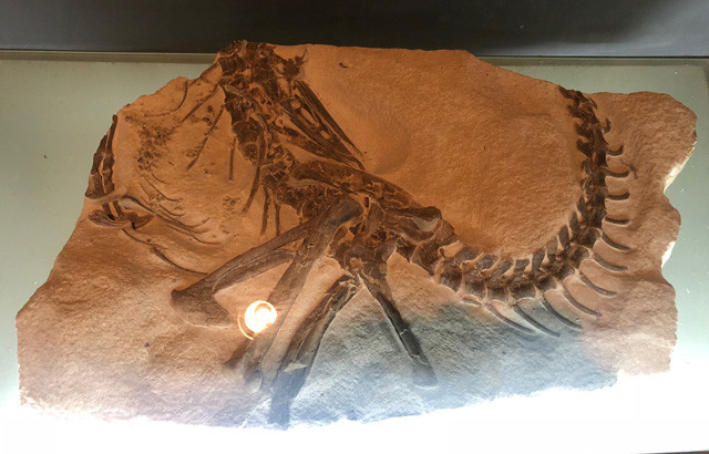 ９９００万年前の姿のまま琥珀の中に閉じ込められた恐竜の化石」を発見
