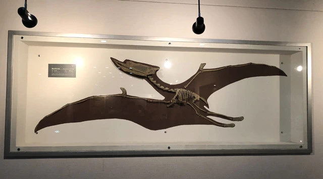 中国で最初に発見された翼竜ズンガリプテルスの骨格。中国地質博物館内に展示されている