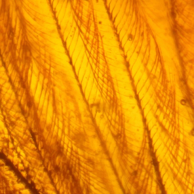 ＥＶＡの尻尾部分を拡大したもの