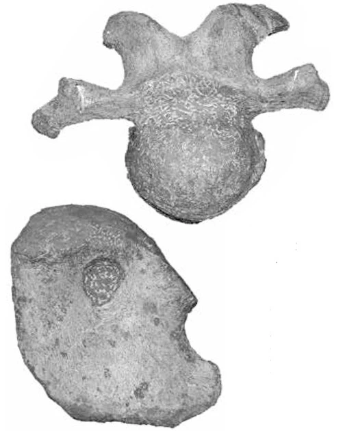 岸本さんが採掘・クリーニングした「ヤマトサウルス・イザナギイ」の化石。上が頸椎骨、下が烏口骨(肩帯を構成する骨)