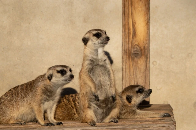 アフリカ南部に棲息するミーアキャット。「キャット」とつくが、実際はマングースの仲間。