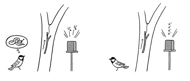 鈴木さんが行った実験は、見間違えを利用したもの。ヘビを警戒する音を聞かせながらヘビほどのサイズの枝を引き上げると、シジュウカラは必ず枝を確認しに行く(=ヘビと見間違える)という。特定の音がヘビのイメージを想起させることを示した。