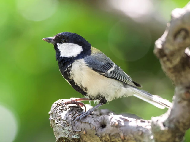 「ジャージャー（ヘビだ！）」シジュウカラは単語を持っている！ 霊長類学者と小鳥博士の史上初対談【後編】