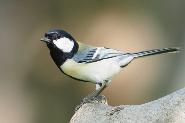 シジュウカラは全長14㎝ほどの小鳥。日本では山間地を中心に全国的に分布する。鈴木さんが研究対象としている鳥だ。