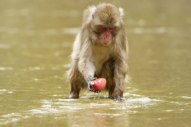 宮崎県の幸島にすむニホンザルは、イモを海水で洗って味つけする習慣がある。最初は少ない個体だけが行なっていたが、次第に群れに広まった