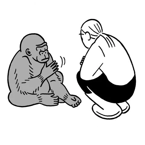 ローランドゴリラのココは、アメリカの心理学者のペニー・パターソンの研究の一環で手話を教えられた。2000種以上の手話を解し、そのうちの600種類を日常的に使っていたという。