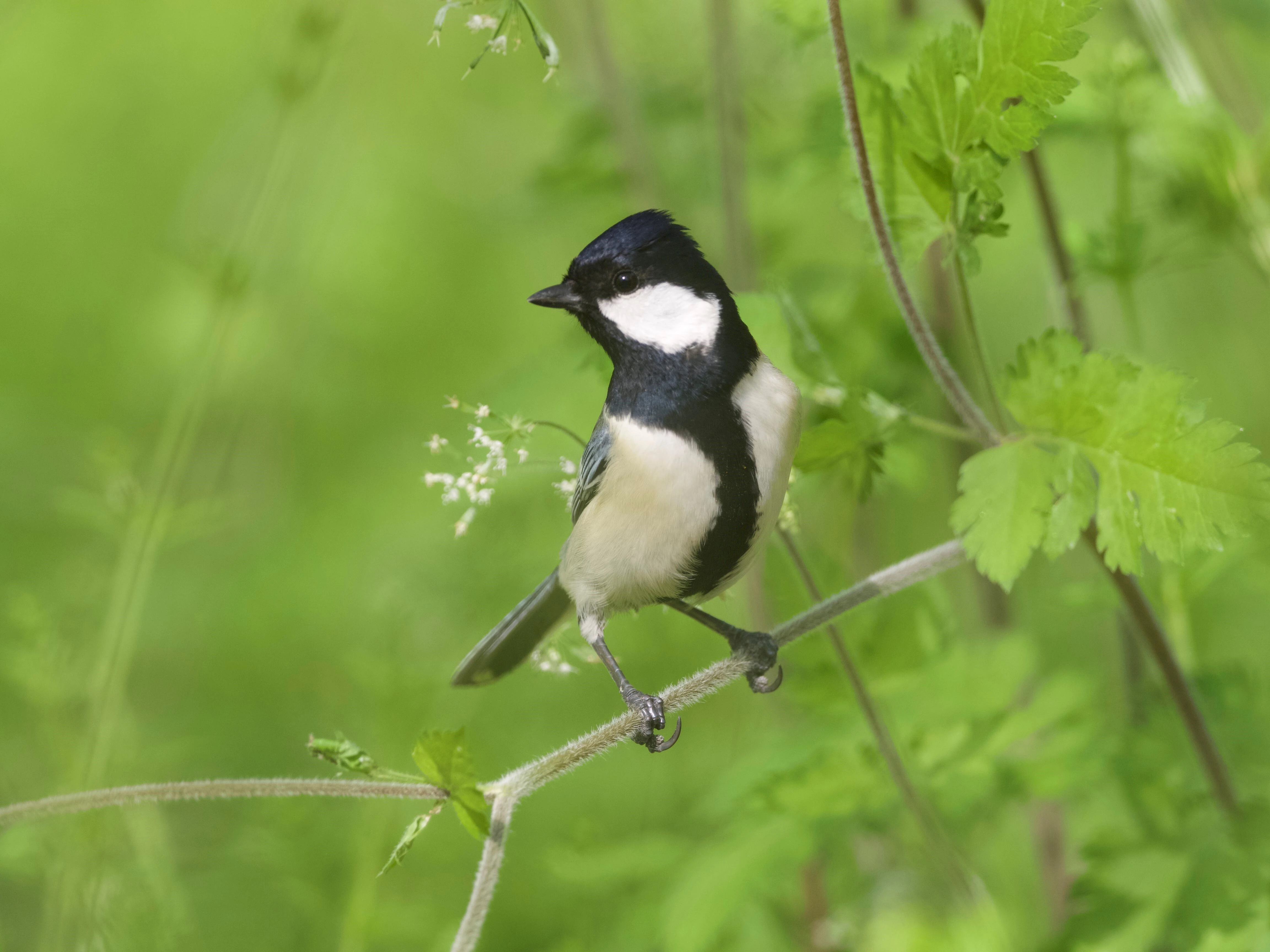 シジュウカラはスズメ目の小鳥。鈴木さんの研究により、鳴き声に複雑な文法があることが判明した