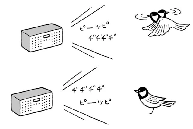 シジュウカラは仲間を集めて天敵を追い払う際に「ピーツピ（警戒しろ）・ヂヂヂヂ（集合しろ）」と鳴き声を組み合わせる。この声を流すとシジュウカラは警戒しながらスピーカーに集まってくるが、順序を逆に聞かせると適切な反応を示さない。鈴木先生の実験