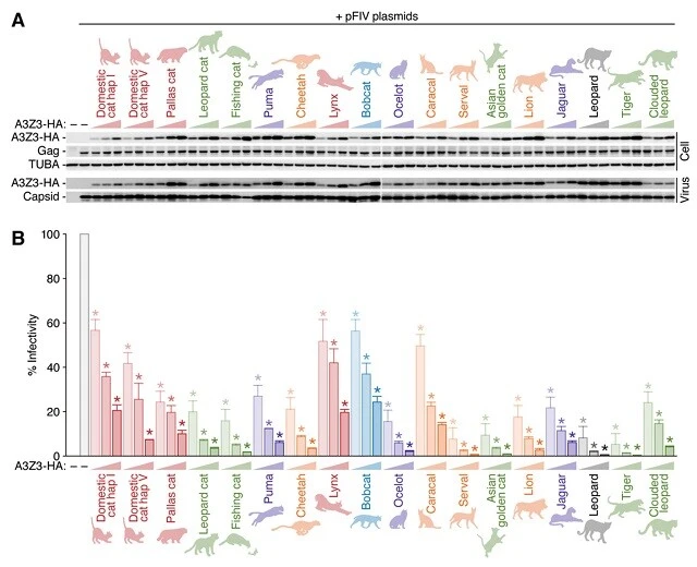 こだわった作図の一例。ネコのレトロウイルス（HIVの仲間）の研究をしたときの論文の図のひとつ。ネコ科動物のシルエットはすべて自作したもの