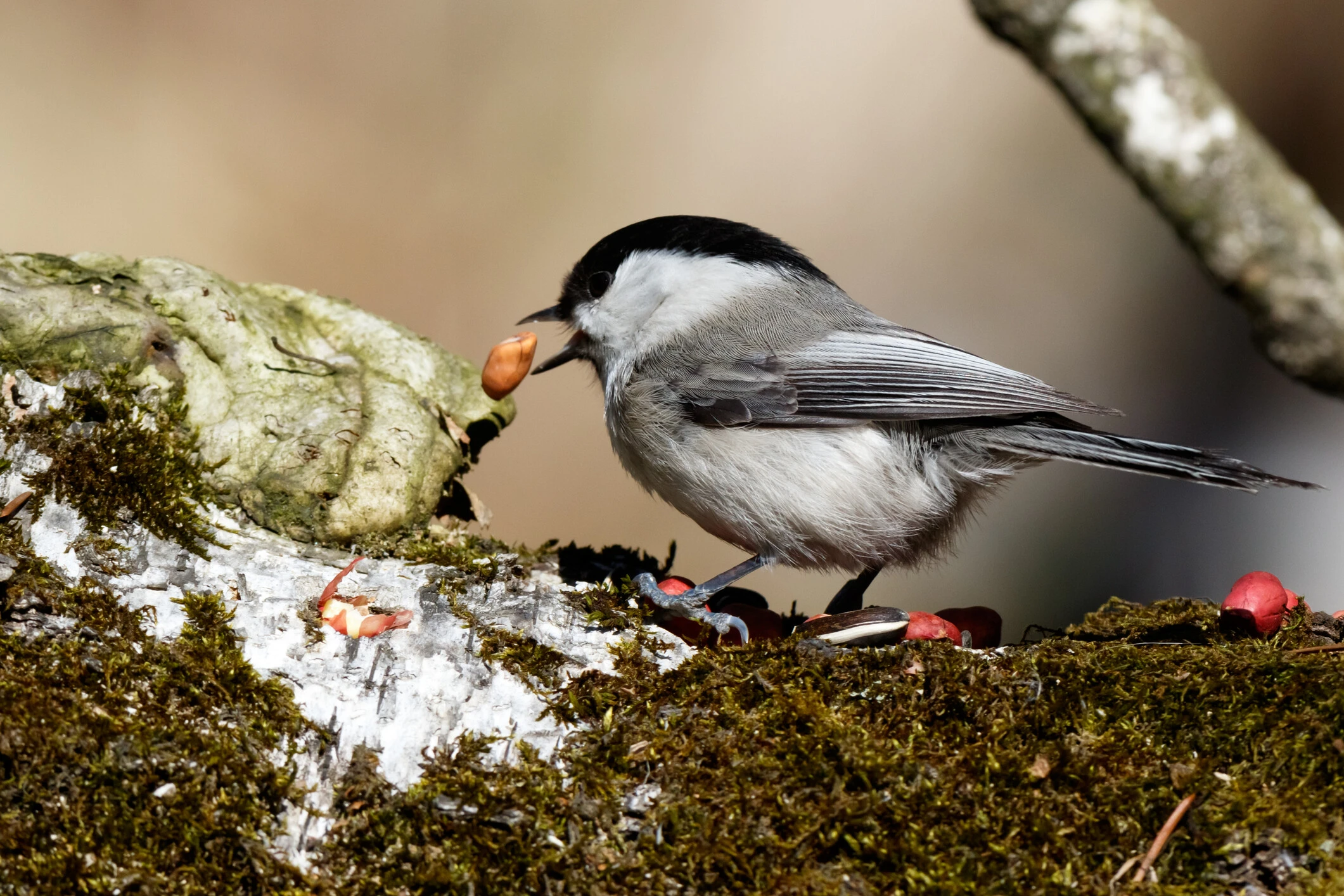 小鳥のコガラは、冬の間に木の実などを数千カ所に隠し、2～3カ月かけて見つけて食べる