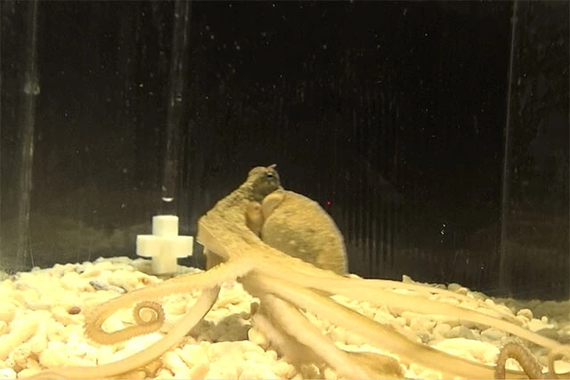 タコに認知課題を解かせている様子。タコは視覚のほかに触覚も頼りにして周囲を認知していることがわかってきている（撮影／川島菫）