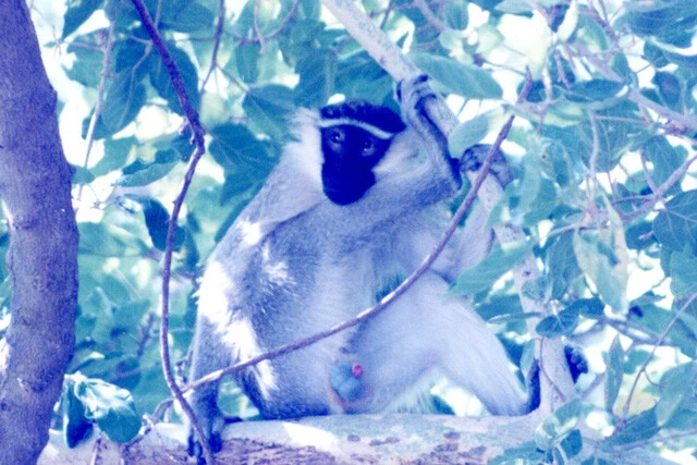 サバンナモンキーはサハラ砂漠以南に生息する、オナガザル科の霊長類。複数の個体で群れをなす。オスの睾丸はスカイブルー。