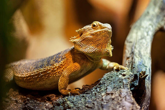 乘本先生が研究対象にしているフトアゴヒゲトカゲ。全長は40~55㎝。「慣れるとコミュニケーションも取れるし、かわいいですよ」と乘本先生