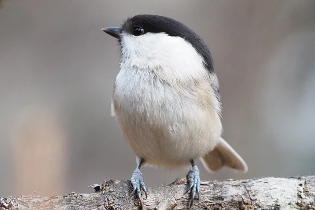 コガラはシジュウカラと一緒に群れを作ることがある。見た目は似ているが、シジュウカラについている胸の黒い模様がない。