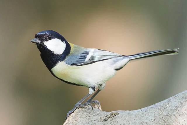 鈴木先生が研究対象とするシジュウカラ。日本では山間地を中心に全国的に分布する。