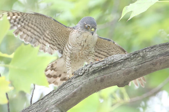ツミは「雀鷹」と漢字で書くことからもわかるように、〝日本最小のタカ〟とも呼ばれる。全長は30㎝弱と、ハトほどの大きさしかない。