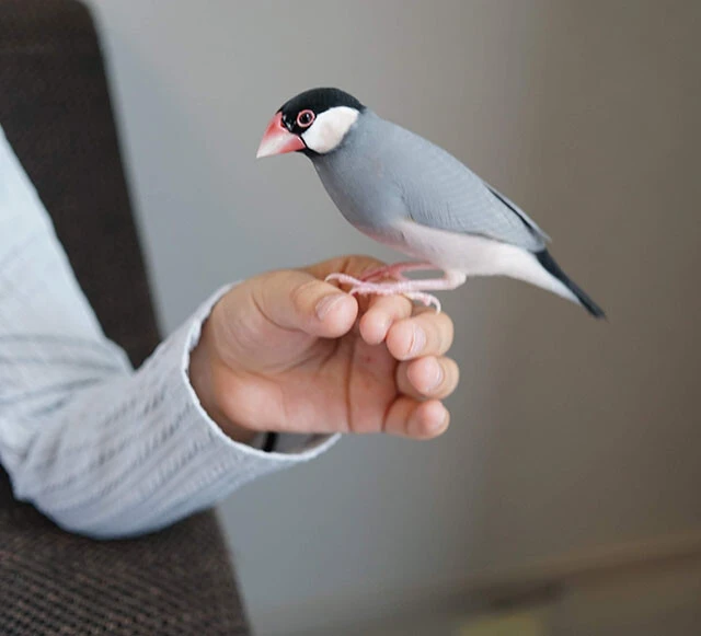 ペットとしても親しまれるブンチョウ。  全長は14㎝ほどで、  大きなくちばしと光沢のある羽根が特徴だ。  ヒトとシジュウカラでは世界の見え方はまったく違うはず。