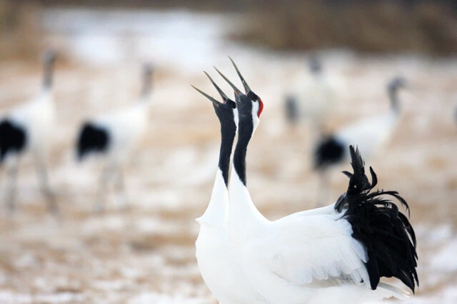タンチョウは旧千円札に描かれていたツル。北海道東部に生息。「丹頂」とは頭のてっぺんが赤いことを指す。