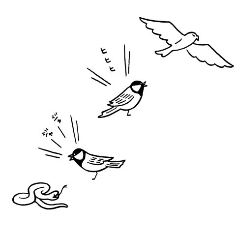 シジュウカラは天敵に応じて異なる警戒音を発する。タカに対しては「ヒヒヒ」、ヘビに対しては「ジャージャー」と鳴く。