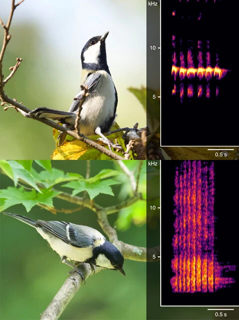 シジュウカラが鳴いている様子。右にその音声を分析したサウンドスペクトログラムを示した。上は「ヒヒヒ」(タカだ!)で、上空を警戒している。一方、下の「ジャージャー」(ヘビだ!)では地面を探している。