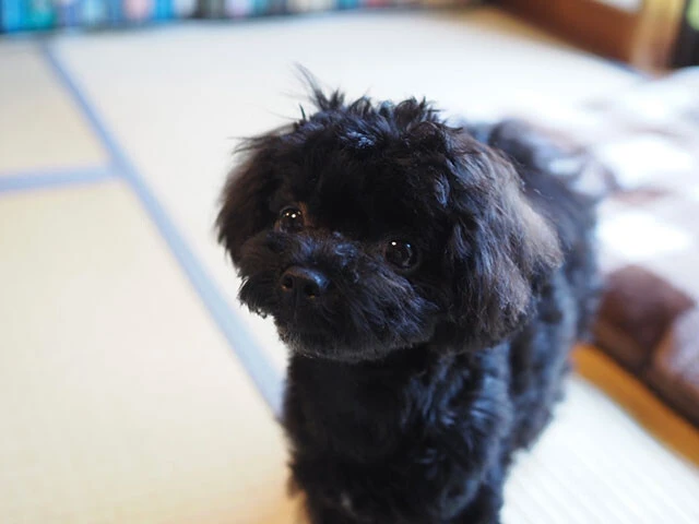 犬の行動研究も進んでおり、人間の表情やジェスチャーの意図を理解している可能性があるという（写真は鈴木先生の飼い犬・クーちゃん）