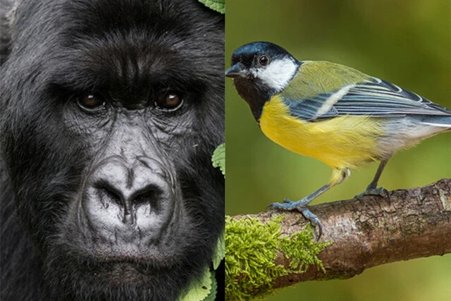 動物たちは何をしゃべっているのか？