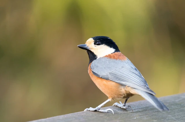 シジュウカラは近縁種のヤマガラなどとも言葉を理解し合うことができる
